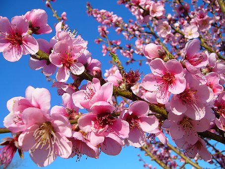 桃の花言葉の意味 由来 誕生花 花言葉のシャルロー