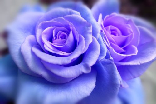 ブルーローズ 青いバラ の花言葉の由来 意味 誕生花 花言葉のシャルロー