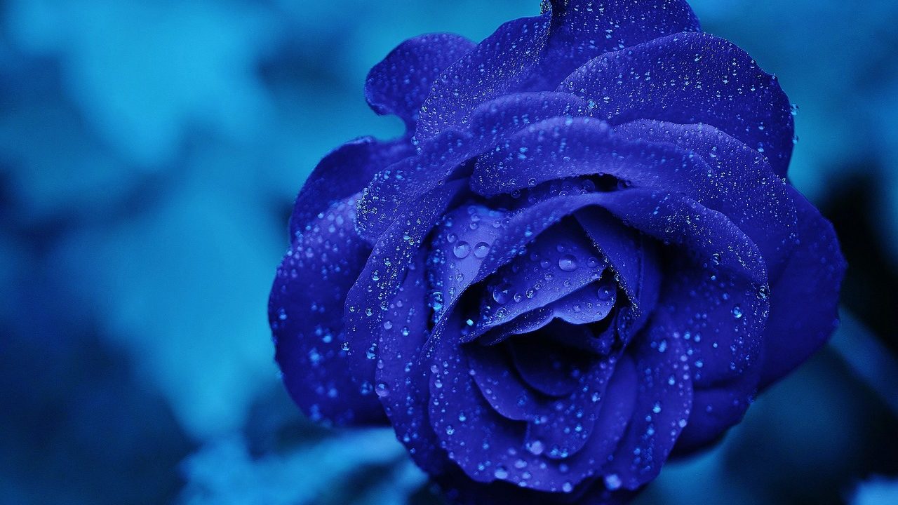 言葉 青い 薔薇 花 【人気の青い花、10選】種類や名前、花言葉は？