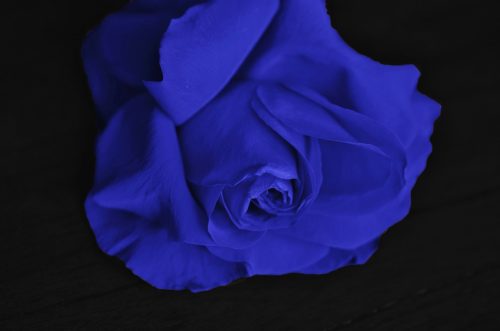 花 言葉 薔薇 青 青いバラ (サントリーフラワーズ)