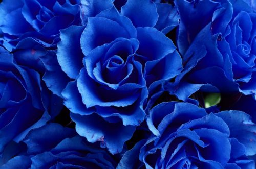 ブルーローズ 青いバラ の花言葉の由来 意味 誕生花 花言葉のシャルロー
