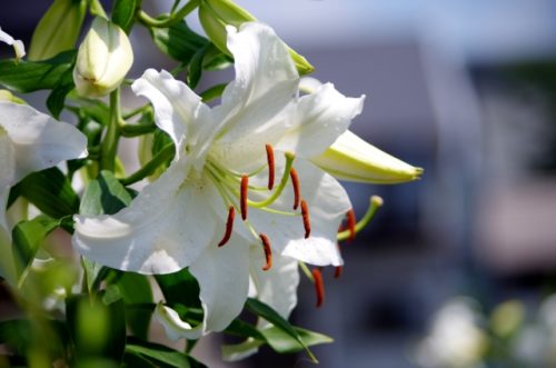 カサブランカの花言葉の意味 由来 誕生花 花言葉のシャルロー