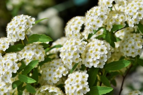 ユキヤナギ 雪柳 の花言葉の意味 由来 誕生花 花言葉のシャルロー