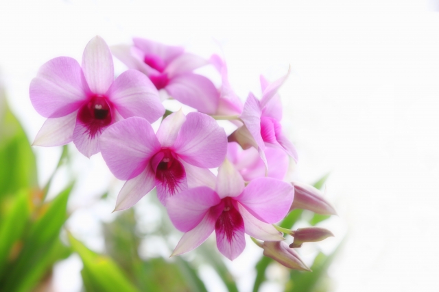 デンファレの花言葉の意味 由来 誕生花 花言葉のシャルロー