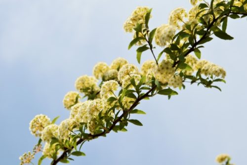 コデマリの花言葉の意味 由来 誕生花 花言葉のシャルロー