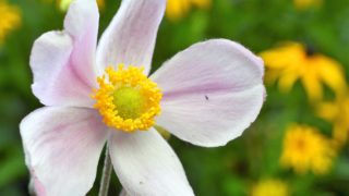 スカビオサ セイヨウマツムシソウ の花言葉の由来 意味 誕生花 花言葉のシャルロー
