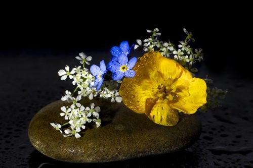 勿忘草 ワスレナグサ の花言葉の意味 由来 誕生花 花言葉のシャルロー