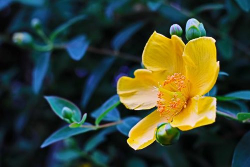 ヒペリカムの花言葉の由来 意味 誕生花 花言葉のシャルロー