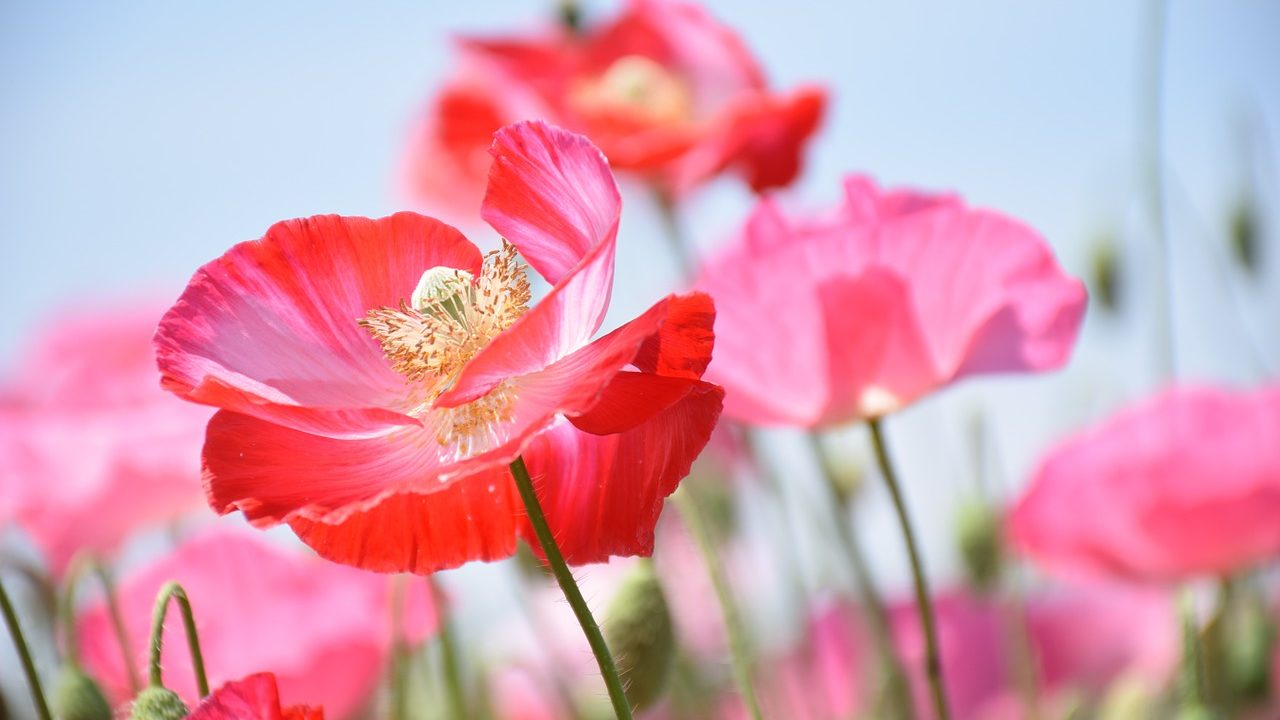 ヒナゲシ 雛芥子 の花言葉の由来 意味 誕生花 花言葉のシャルロー