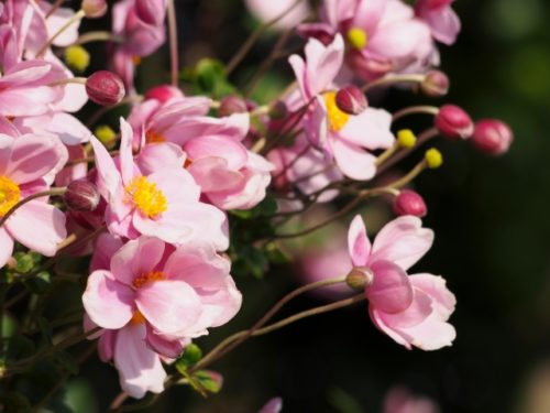 シュウメイギク 秋明菊 の花言葉の由来 意味 誕生花 花言葉のシャルロー