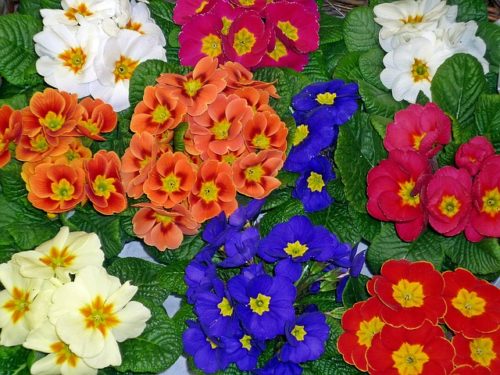 プリムラの花言葉の意味 由来 誕生花 花言葉のシャルロー