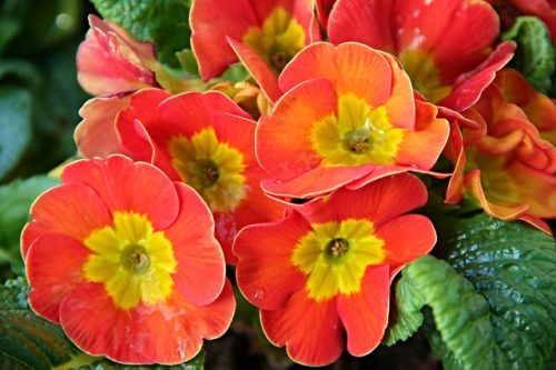美しい花の画像 50 プリム ローズ 花 言葉