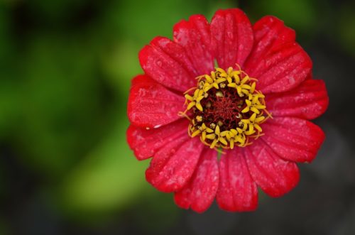 百日草 ジニア の花言葉の由来 意味 誕生花 花言葉のシャルロー