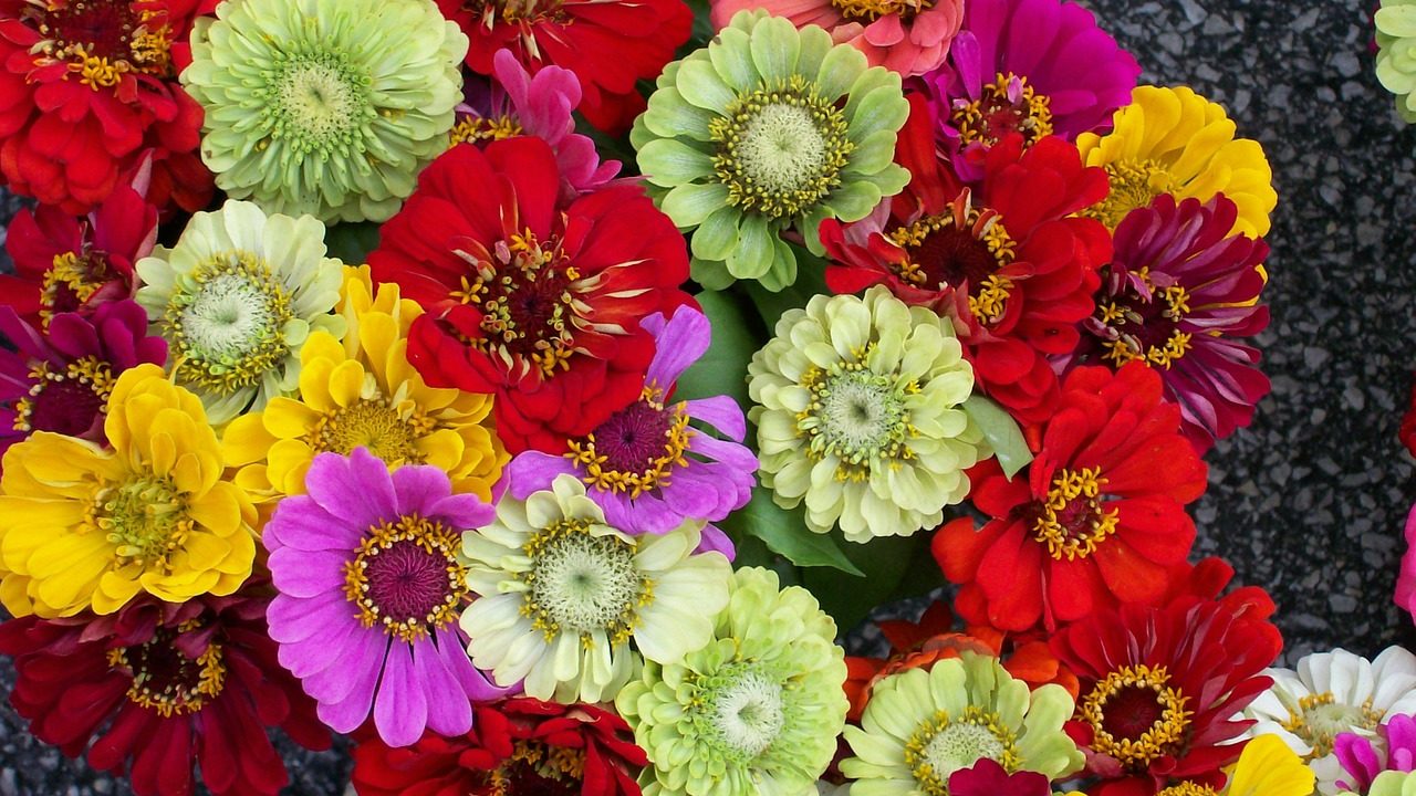 百日草 ジニア の花言葉の由来 意味 誕生花 花言葉のシャルロー