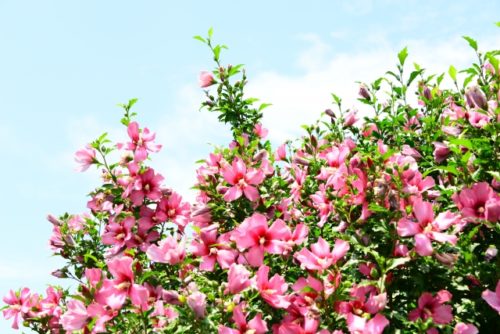 ムクゲ 木槿 ハチス の花言葉の由来 意味 誕生花 花言葉のシャルロー