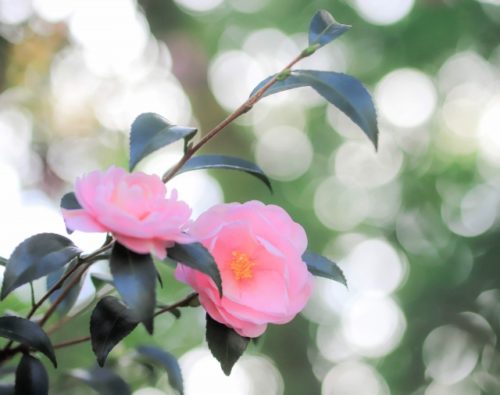 山茶花 サザンカ の花言葉の意味 由来 誕生花 花言葉のシャルロー
