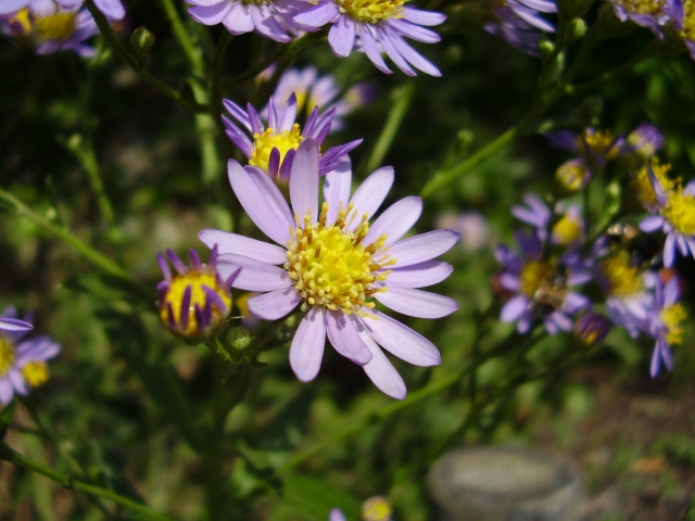 紫苑 シオン の花言葉の由来 意味 誕生花 花言葉のシャルロー