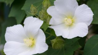 幸せ を意味する花言葉を持つ花 タグの記事一覧 花言葉のシャルロー