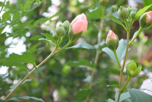 芙蓉 フヨウ の花言葉の由来 意味 誕生花 花言葉のシャルロー