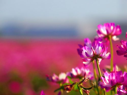レンゲソウ 蓮華草 の花言葉の由来 意味 誕生花 花言葉のシャルロー