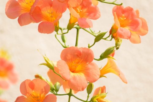 ノウゼンカズラ 凌霄花 の花言葉の由来 意味 誕生花 花言葉のシャルロー