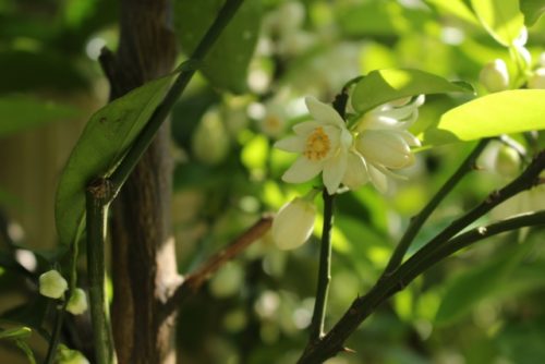 柚子 ゆず の花言葉の由来 意味 誕生花 花言葉のシャルロー