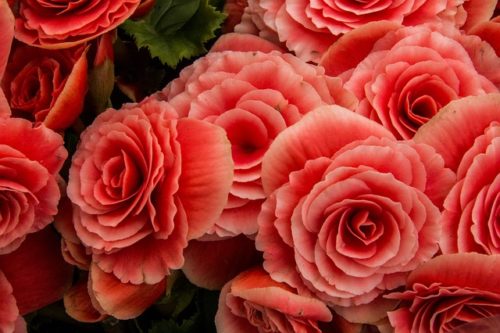 すべての美しい花の画像 最新リー ガス ベゴニア 花 言葉