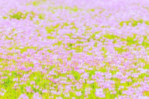 レンゲソウ 蓮華草 の花言葉の由来 意味 誕生花 花言葉のシャルロー