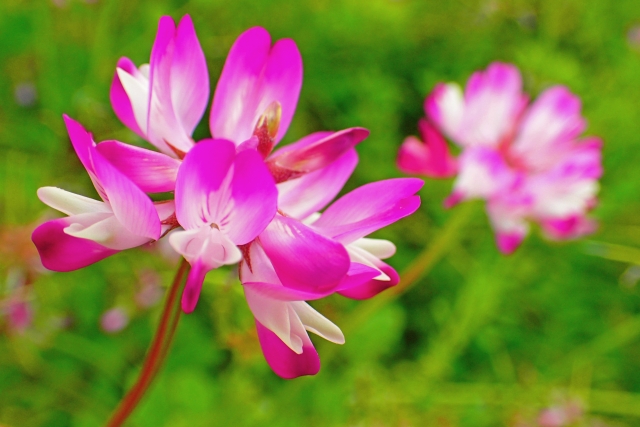 蓮華 レンゲ の花言葉の由来 意味 誕生花 花言葉のシャルロー