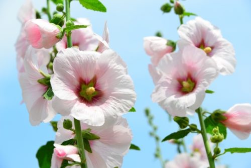 葵 タチアオイ の花言葉の意味 由来 誕生花 花言葉のシャルロー