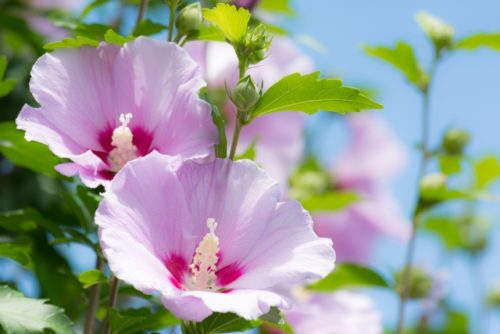 芙蓉 フヨウ の花言葉の由来 意味 誕生花 花言葉のシャルロー