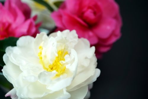山茶花 サザンカ の花言葉の意味 由来 誕生花 花言葉のシャルロー