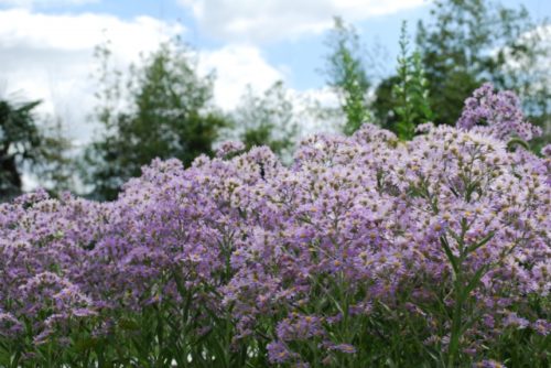 紫苑 シオン の花言葉の由来 意味 誕生花 花言葉のシャルロー