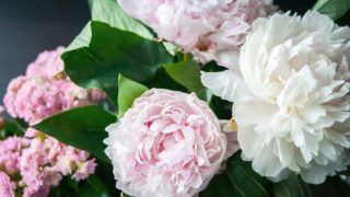 優しさ を意味する花言葉を持つ花 タグの記事一覧 花言葉のシャルロー