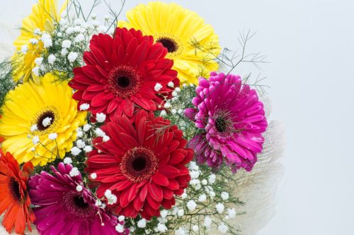 ヒナギク 雛菊 デイジー の花言葉の由来 意味 誕生花 花言葉のシャルロー