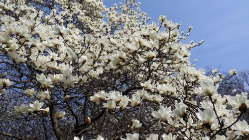 ハクモクレン 白木蓮 の花言葉の由来 意味 誕生花 花言葉のシャルロー