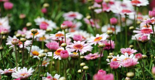 ヒナギク 雛菊 デイジー の花言葉の由来 意味 誕生花 花言葉のシャルロー