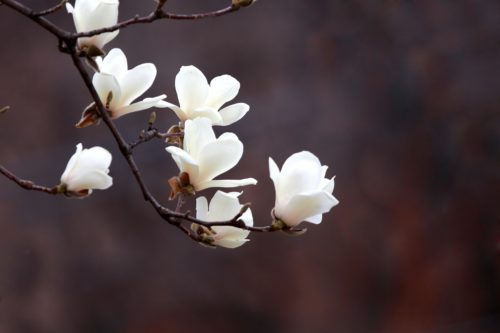 ハクモクレン 白木蓮 の花言葉の由来 意味 誕生花 花言葉のシャルロー